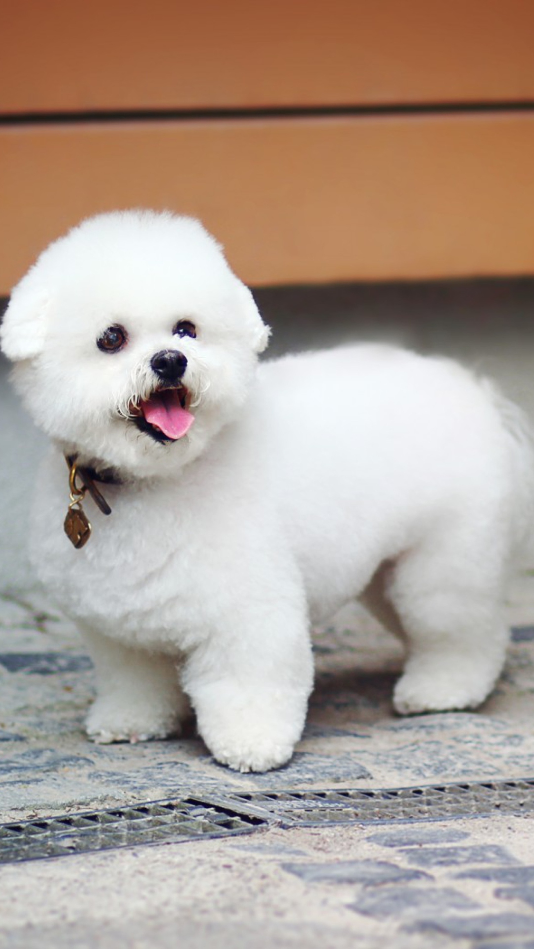 White Plush Puppy wallpaper 1080x1920