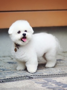 Sfondi White Plush Puppy 132x176