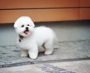 Fondo de pantalla White Plush Puppy 176x144
