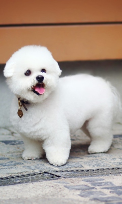 Das White Plush Puppy Wallpaper 240x400