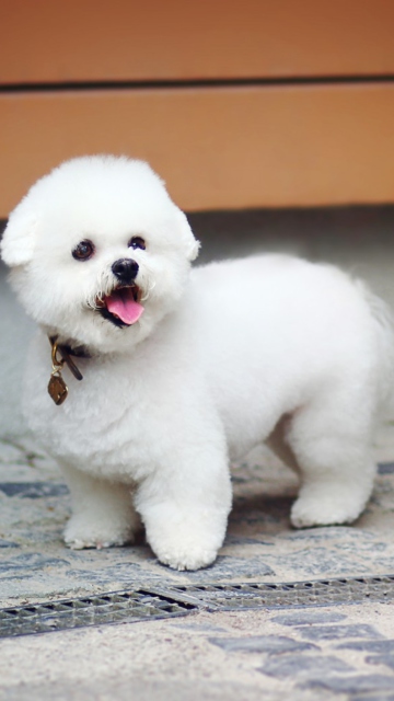 Обои White Plush Puppy 360x640