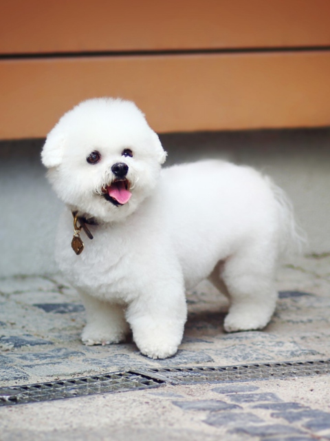 Das White Plush Puppy Wallpaper 480x640