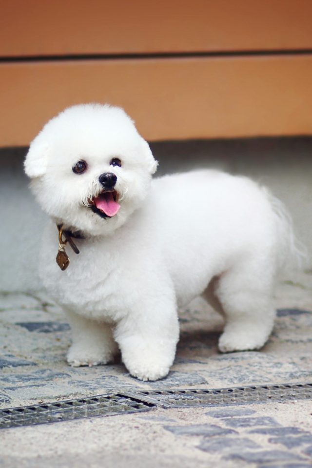 Fondo de pantalla White Plush Puppy 640x960
