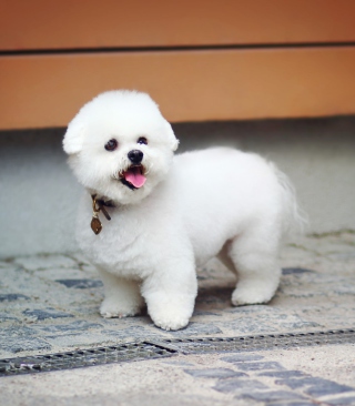 White Plush Puppy sfondi gratuiti per HTC Titan