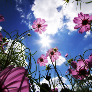 Purple Flowers Sunny Field sfondi gratuiti per iPad mini
