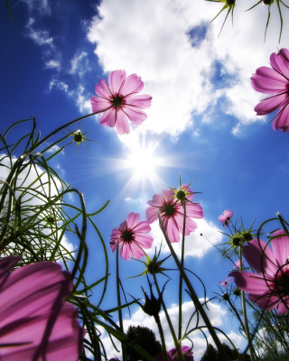 Purple Flowers Sunny Field - Obrázkek zdarma pro 768x1280