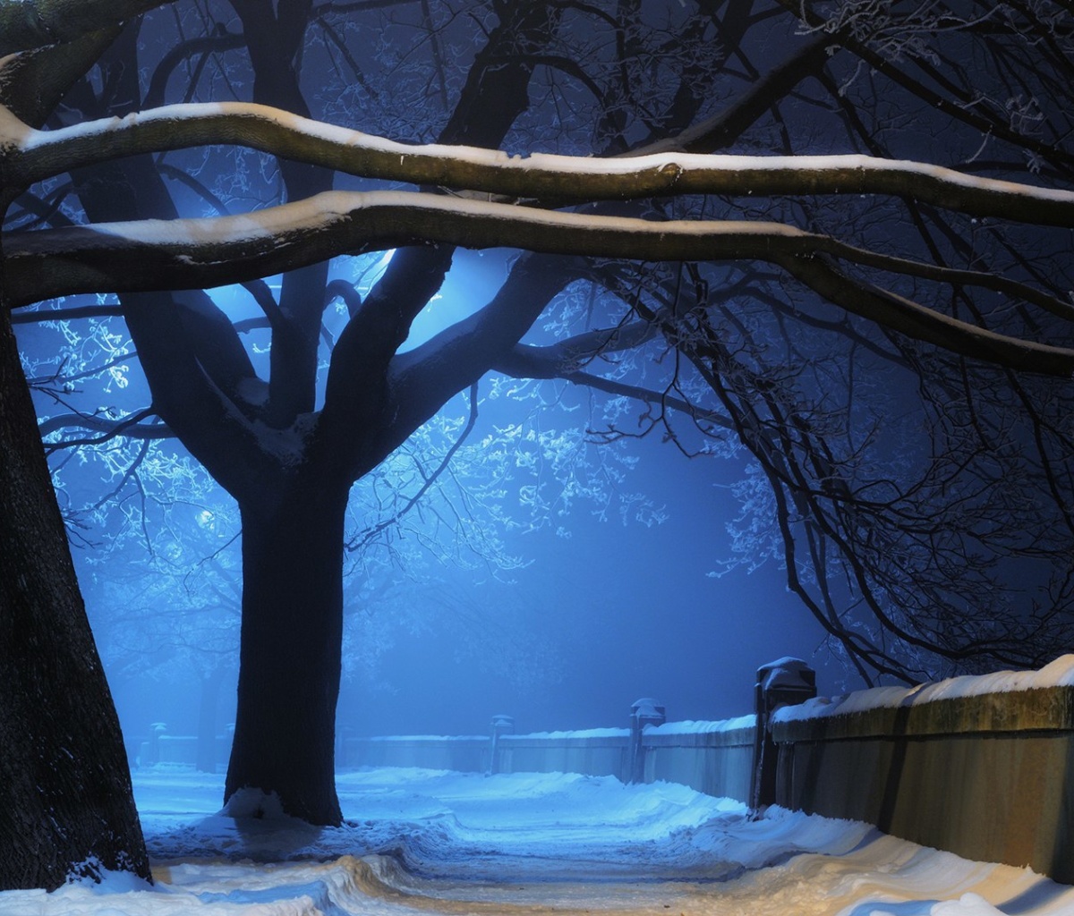 Snowy Night in Forest wallpaper 1200x1024