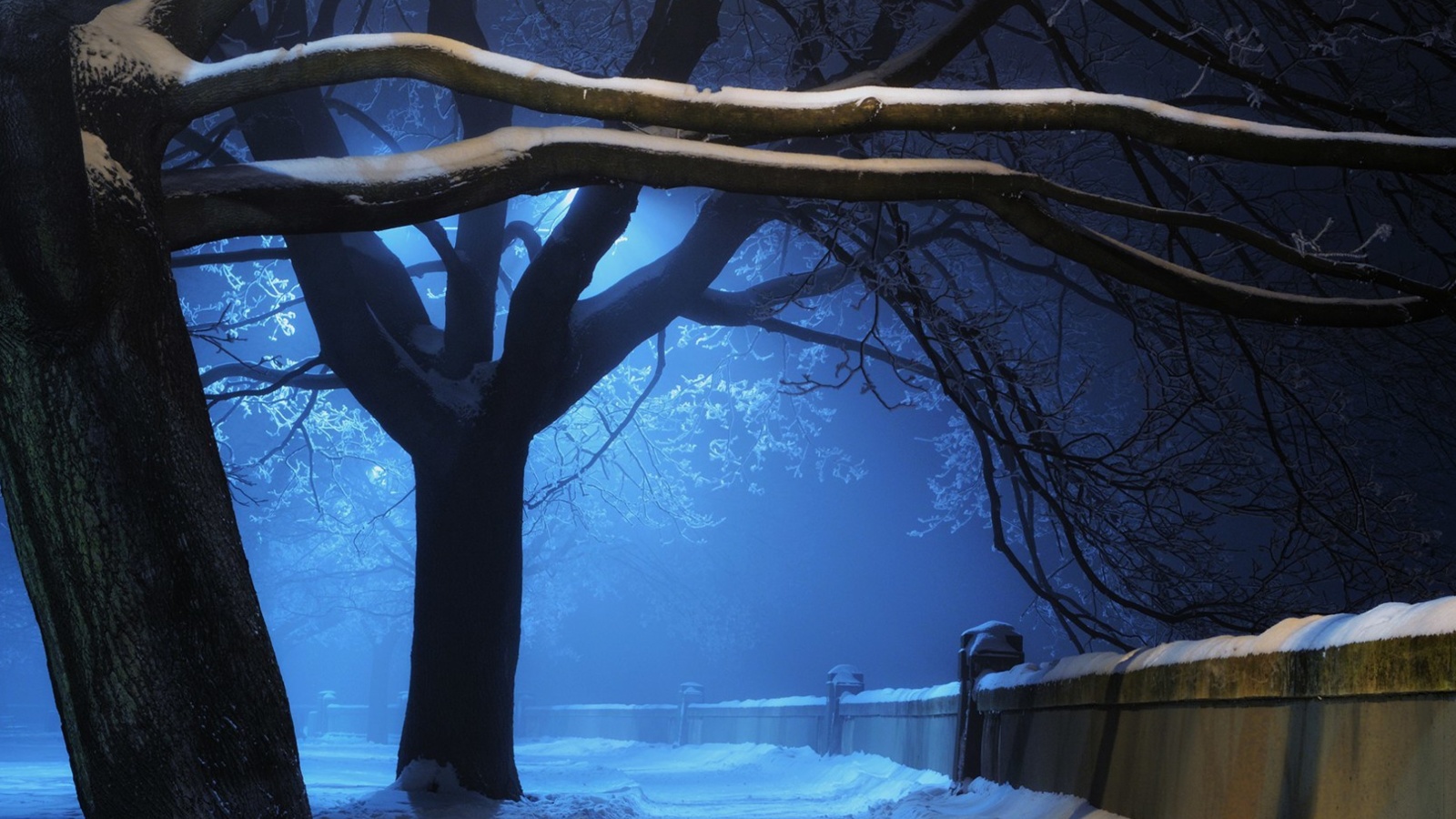 Fondo de pantalla Snowy Night in Forest 1600x900