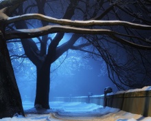Sfondi Snowy Night in Forest 220x176