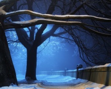 Snowy Night in Forest wallpaper 220x176