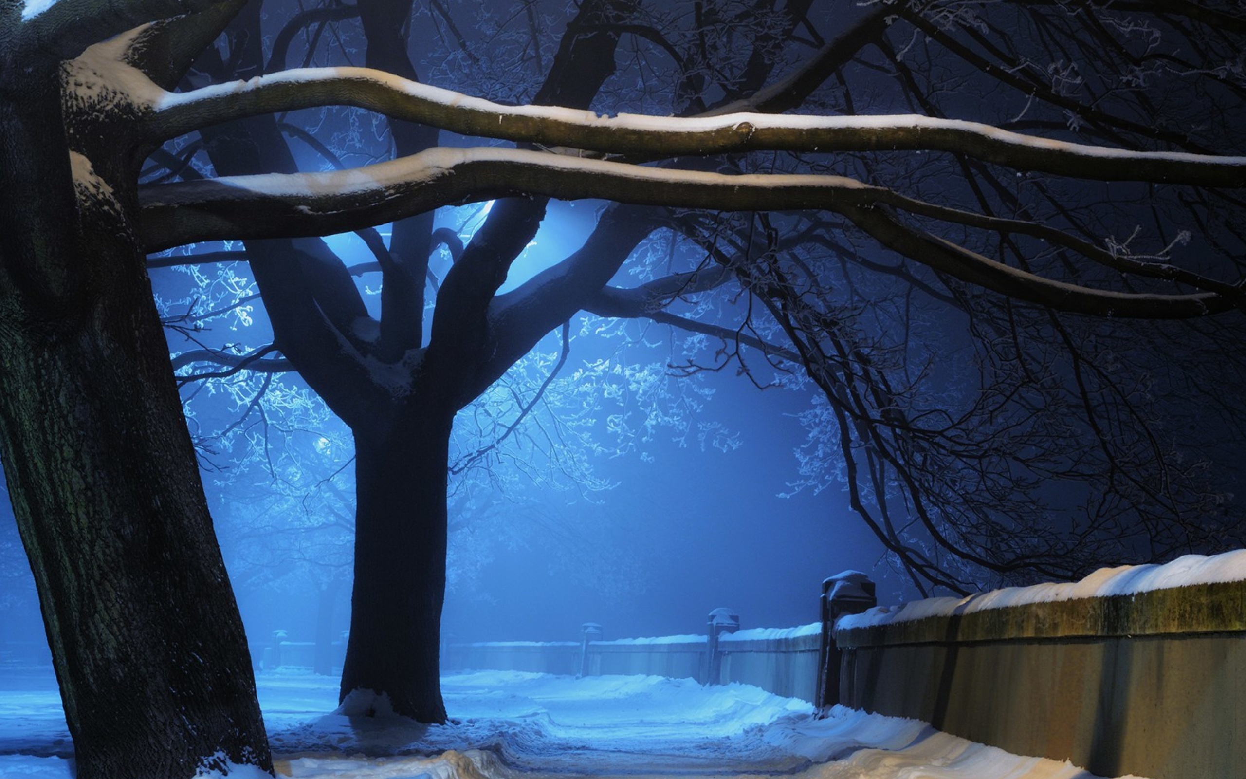 Snowy Night in Forest screenshot #1 2560x1600