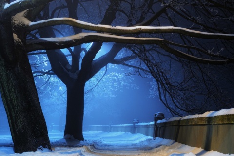 Snowy Night in Forest wallpaper 480x320