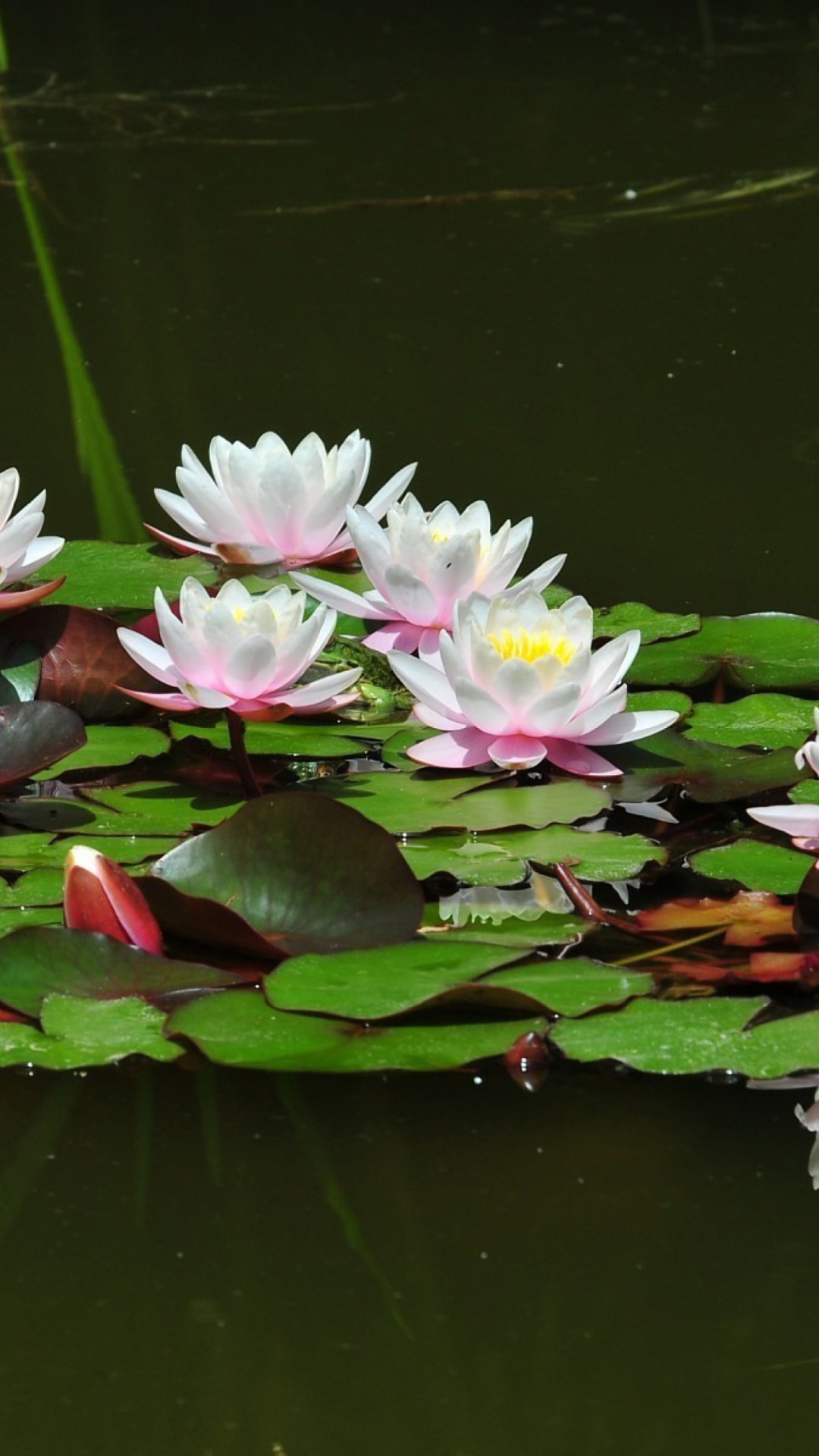 Обои Pink Water Lilies 1080x1920