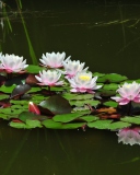 Sfondi Pink Water Lilies 128x160