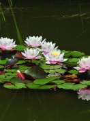 Screenshot №1 pro téma Pink Water Lilies 132x176