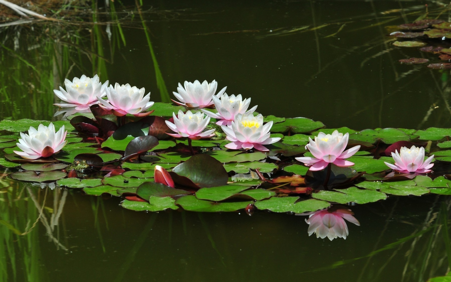 Pink Water Lilies wallpaper 1440x900