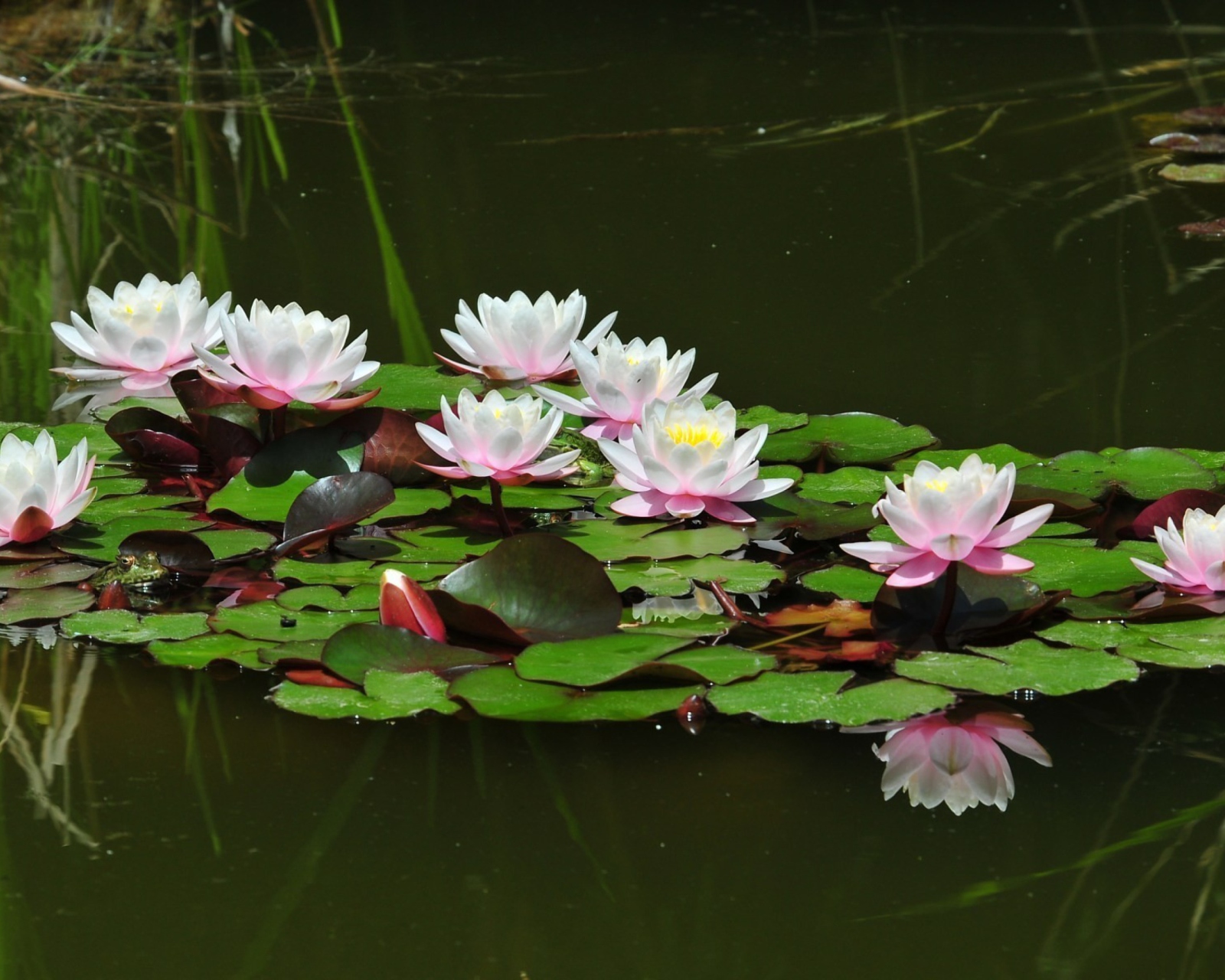 Sfondi Pink Water Lilies 1600x1280