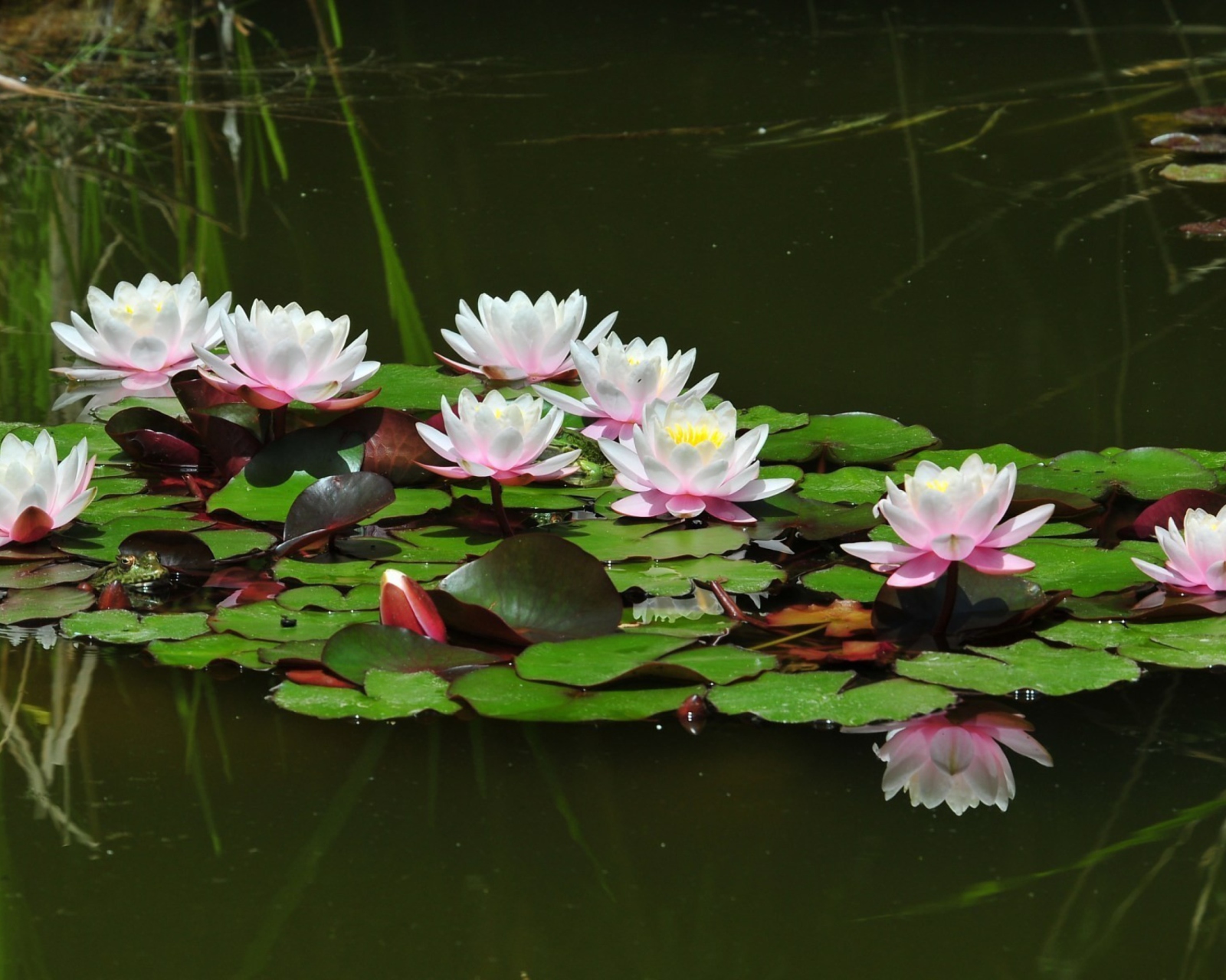 Screenshot №1 pro téma Pink Water Lilies 1600x1280