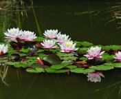 Screenshot №1 pro téma Pink Water Lilies 176x144