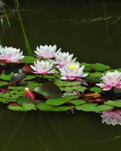 Pink Water Lilies wallpaper 176x220