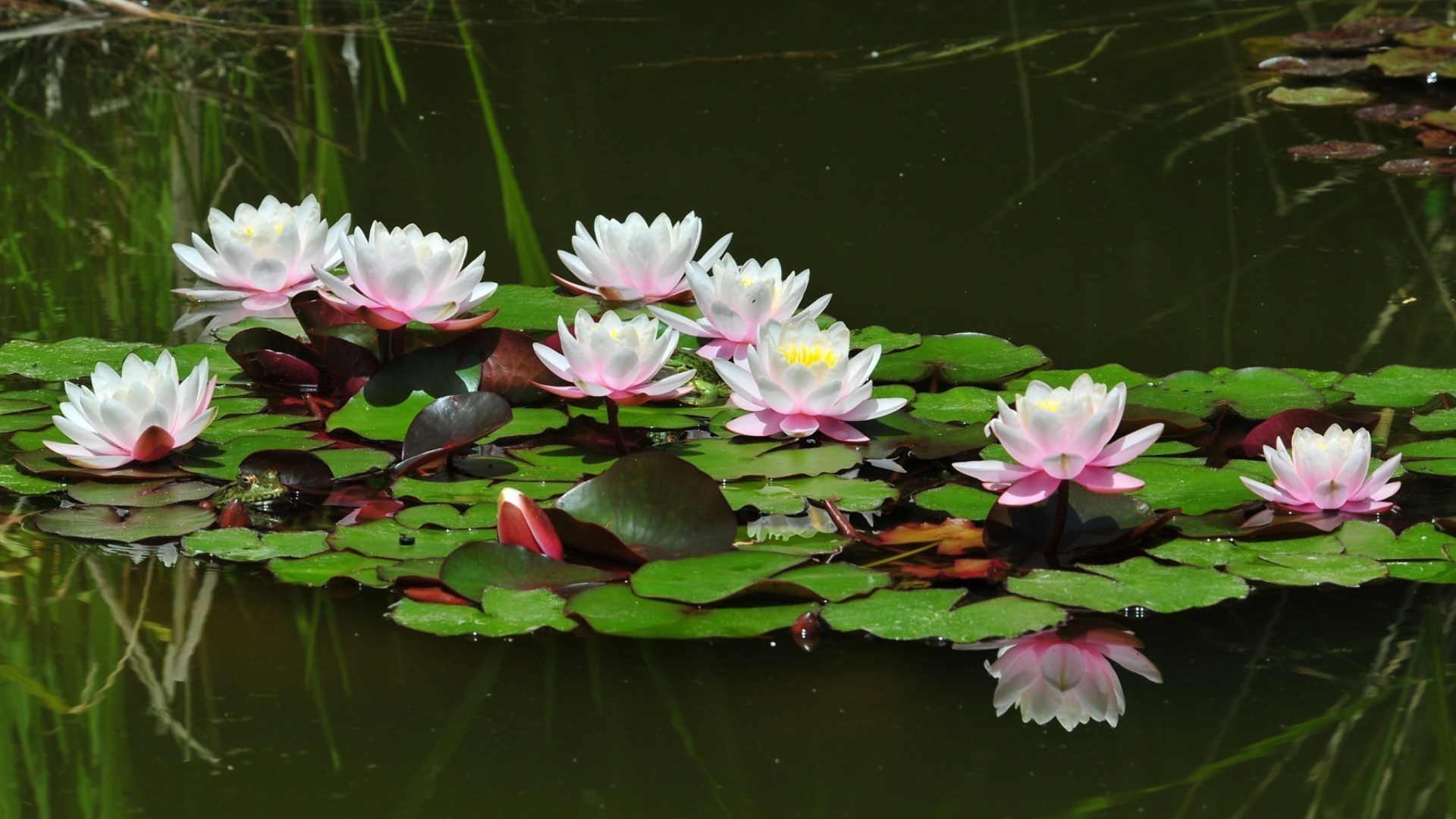 Обои Pink Water Lilies 1920x1080