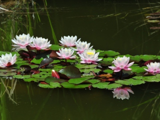 Das Pink Water Lilies Wallpaper 320x240