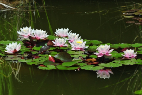Fondo de pantalla Pink Water Lilies 480x320