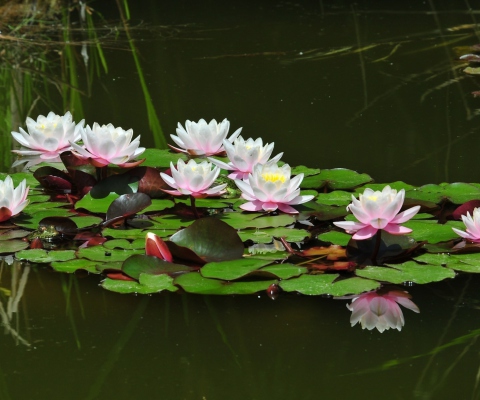 Screenshot №1 pro téma Pink Water Lilies 480x400