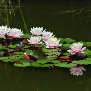 Pink Water Lilies - Obrázkek zdarma pro 208x208