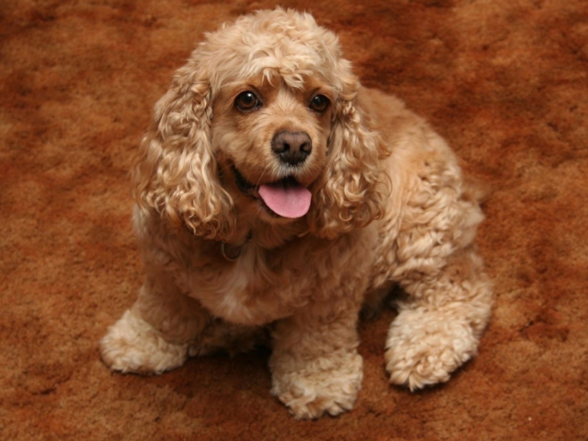 Cocker Spaniel screenshot #1 1152x864