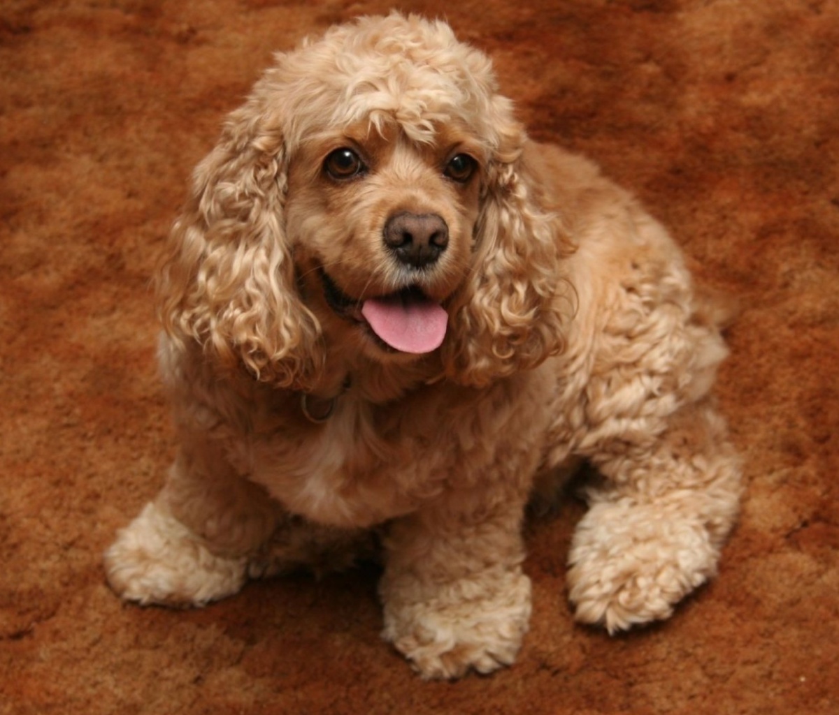 Das Cocker Spaniel Wallpaper 1200x1024