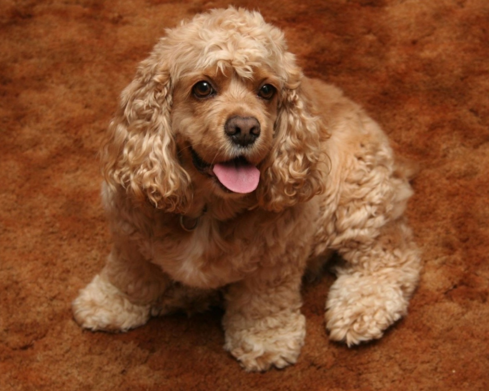 Cocker Spaniel wallpaper 1600x1280