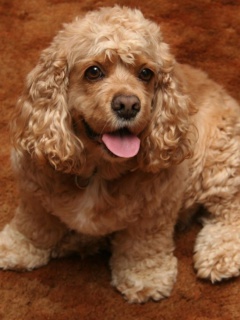 Sfondi Cocker Spaniel 240x320