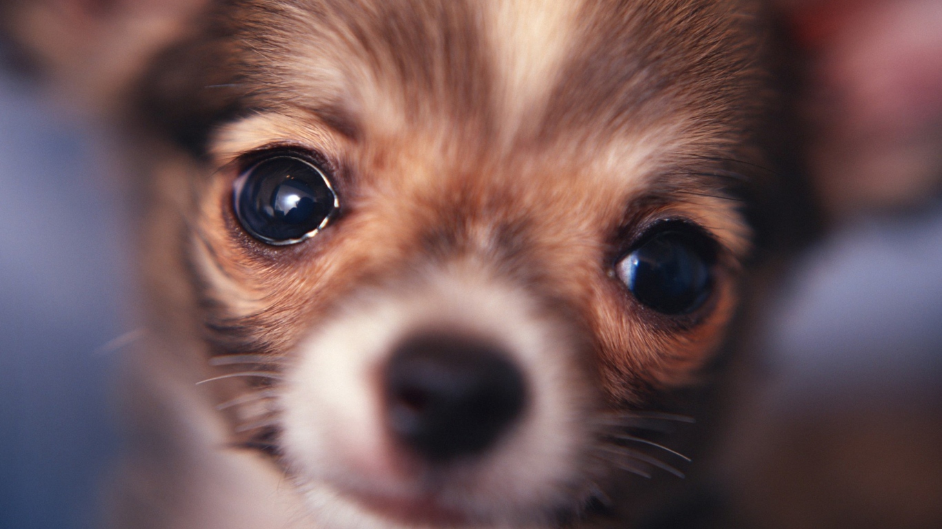 Cute Little Dog wallpaper 1366x768