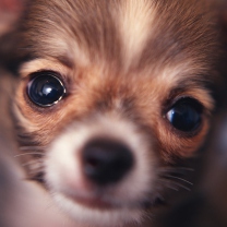 Fondo de pantalla Cute Little Dog 208x208