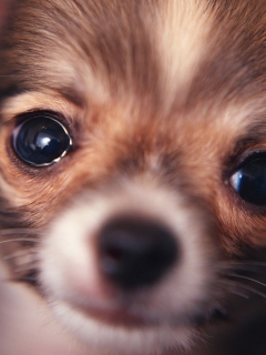 Das Cute Little Dog Wallpaper 240x320