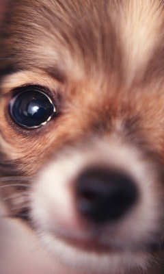 Screenshot №1 pro téma Cute Little Dog 240x400