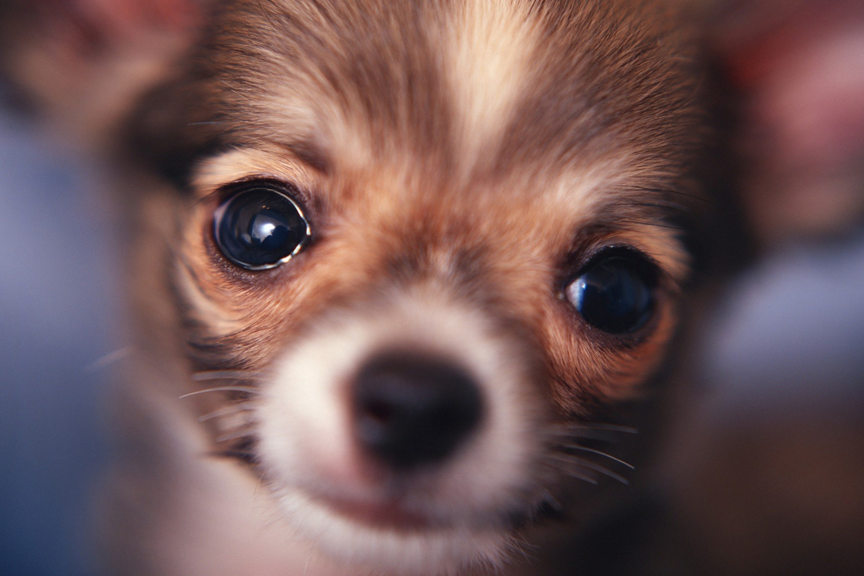 Cute Little Dog screenshot #1 2880x1920