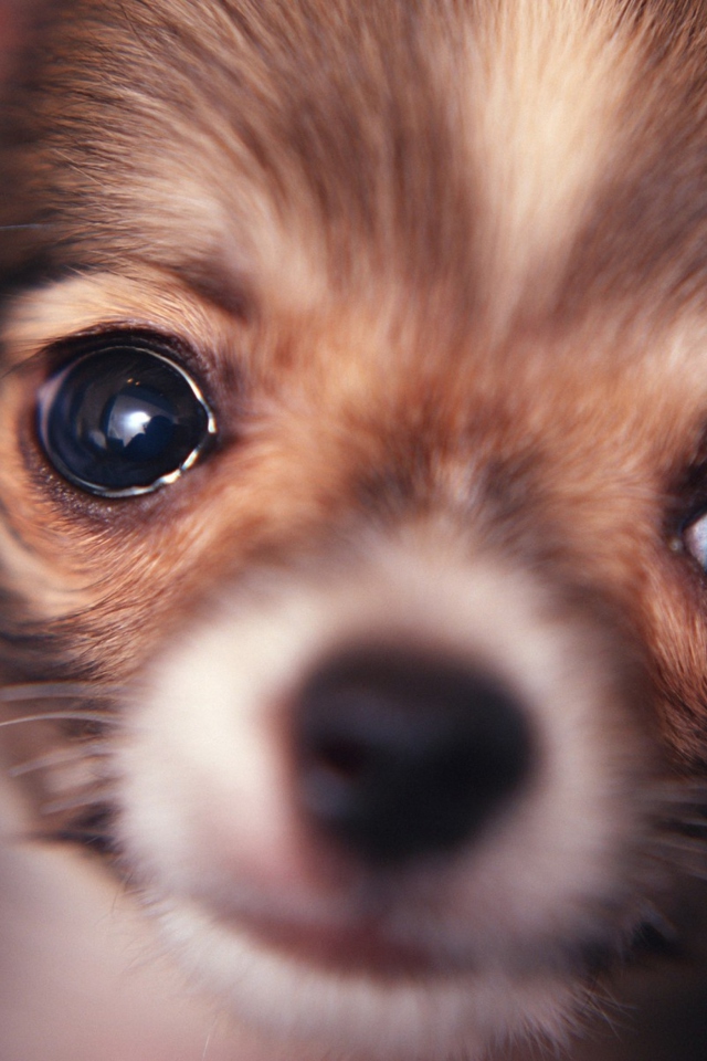 Cute Little Dog wallpaper 640x960