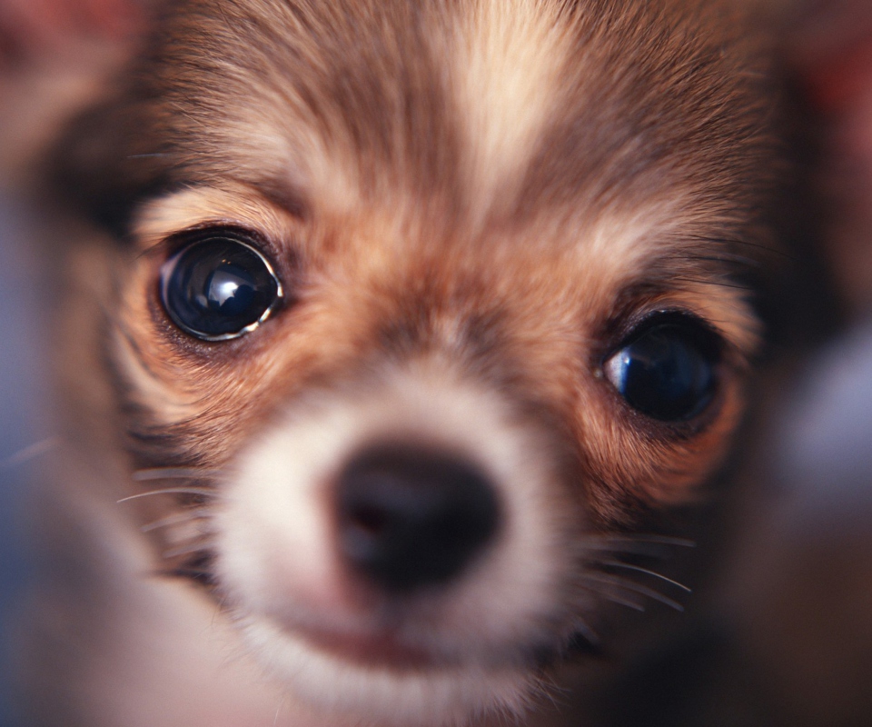 Cute Little Dog wallpaper 960x800