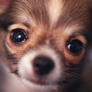 Cute Little Dog sfondi gratuiti per 1024x1024
