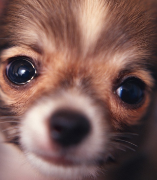 Cute Little Dog - Fondos de pantalla gratis para Nokia Asha 311