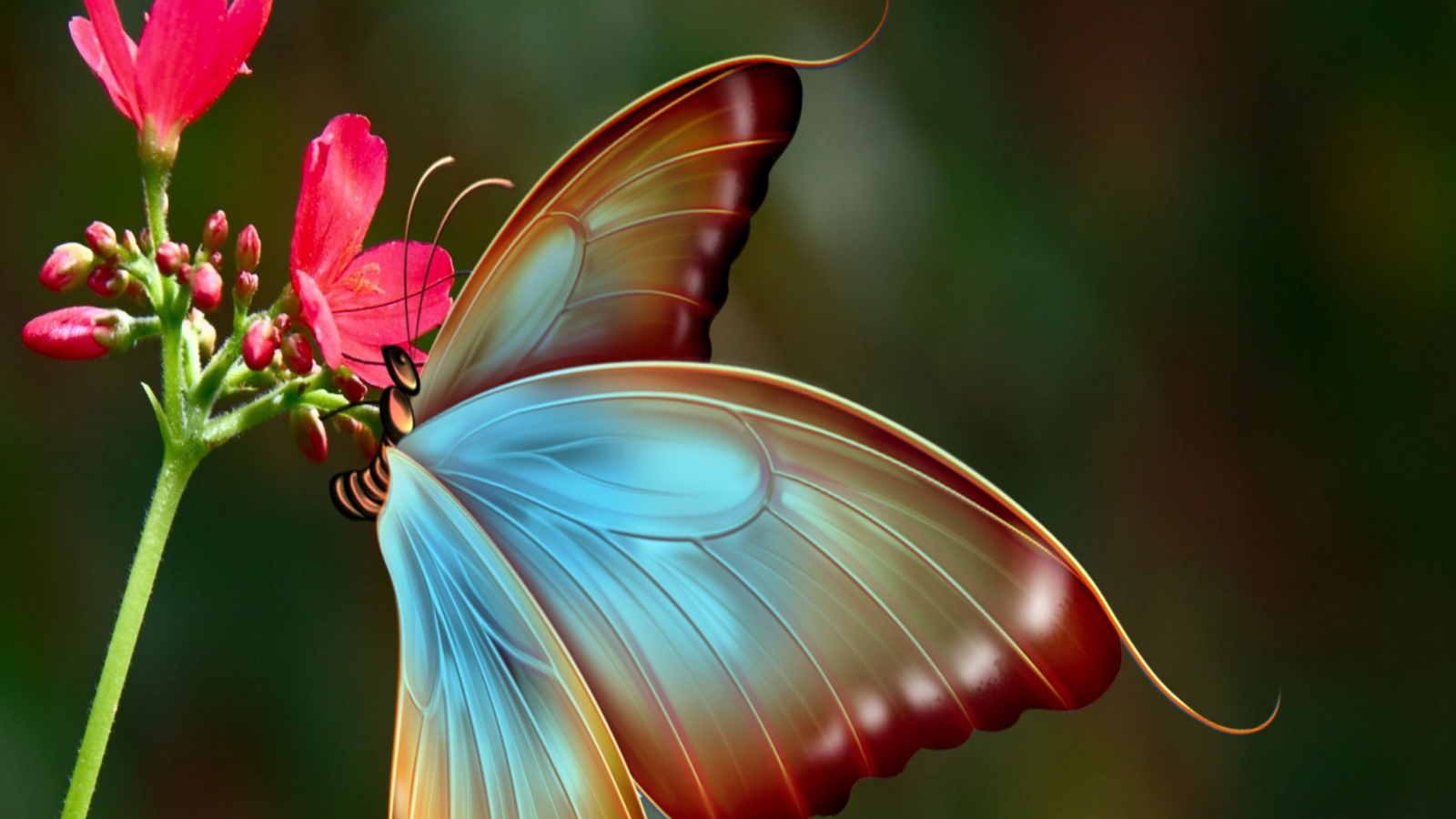 Big Butterfly screenshot #1 1600x900