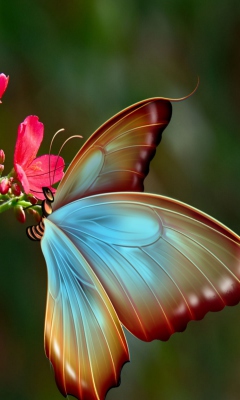 Big Butterfly screenshot #1 240x400