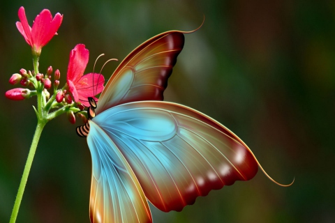 Big Butterfly screenshot #1 480x320