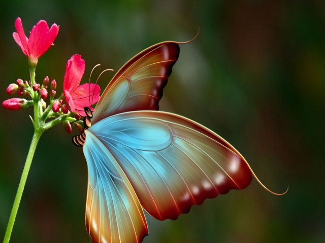 Big Butterfly screenshot #1 640x480