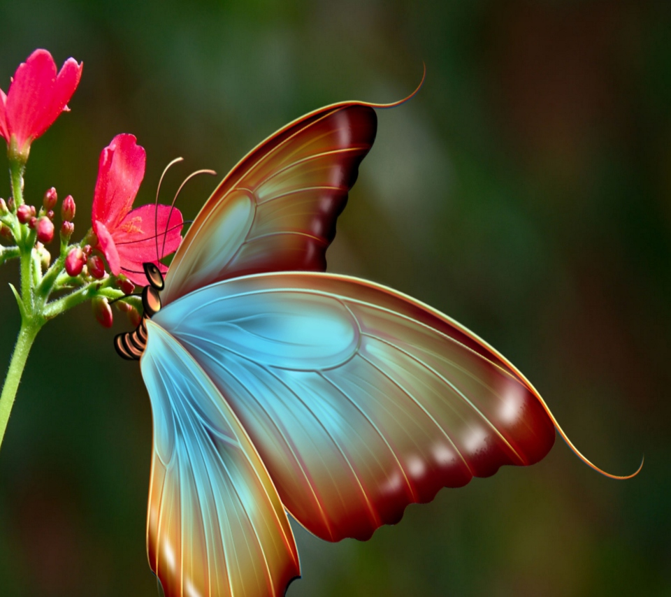 Big Butterfly wallpaper 960x854