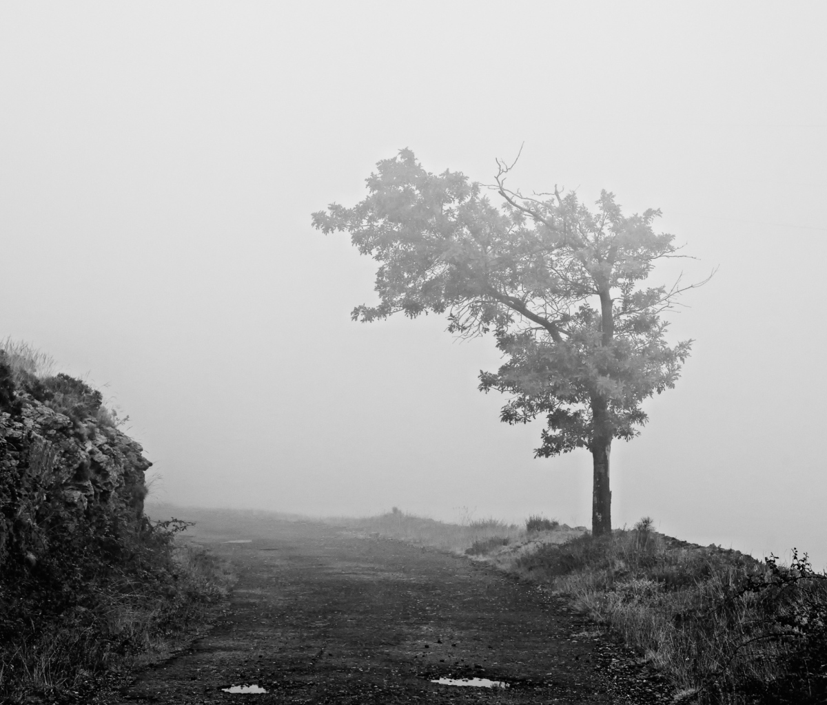 Lonely Tree wallpaper 1200x1024
