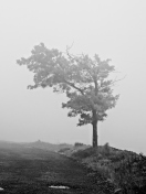 Lonely Tree wallpaper 132x176