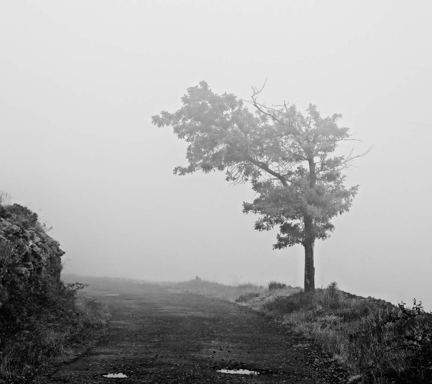 Lonely Tree wallpaper 1440x1280
